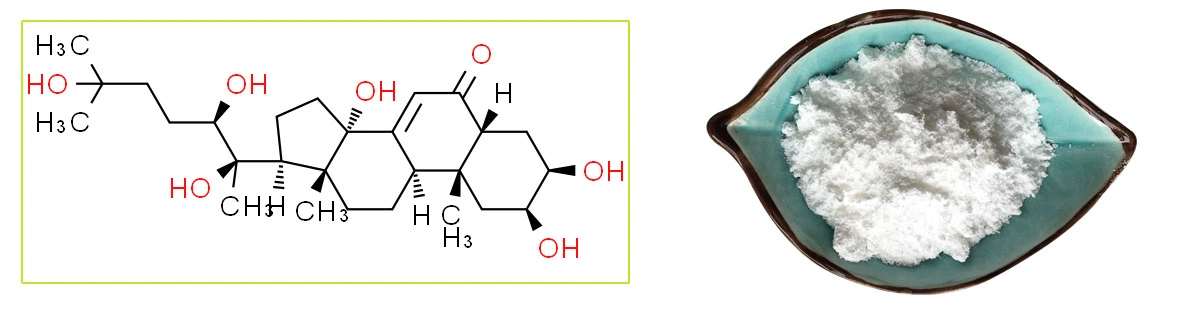 Beta Ecdysterone Saler.jpg